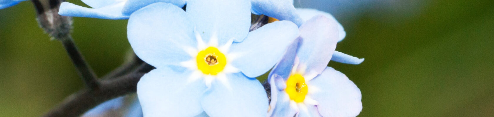 ﻿The nine new Youth Mental Health First Aiders from Fairfield Intermediate